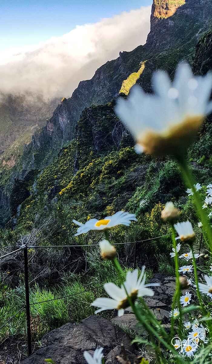 Flowers and high mountains on the Pico Ruivo trail
