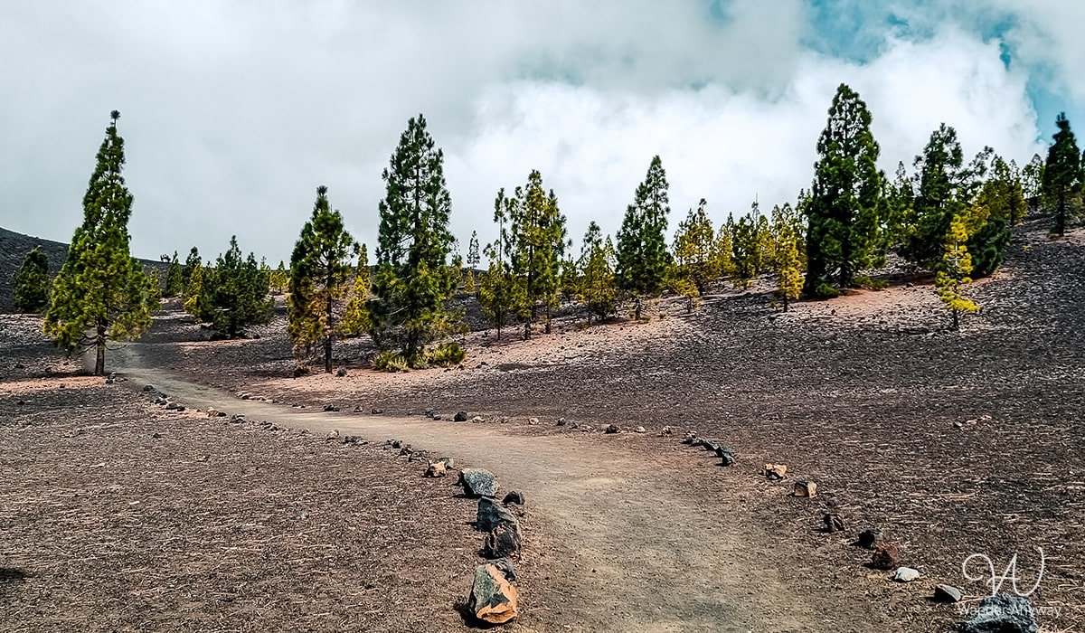 Hiking trail surrounded by Canarian pine trees at Mirador de Samara