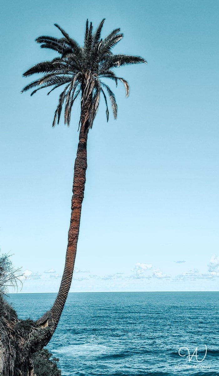 A single palm tree hanging on the cliff with the Atlantic Ocean in the background