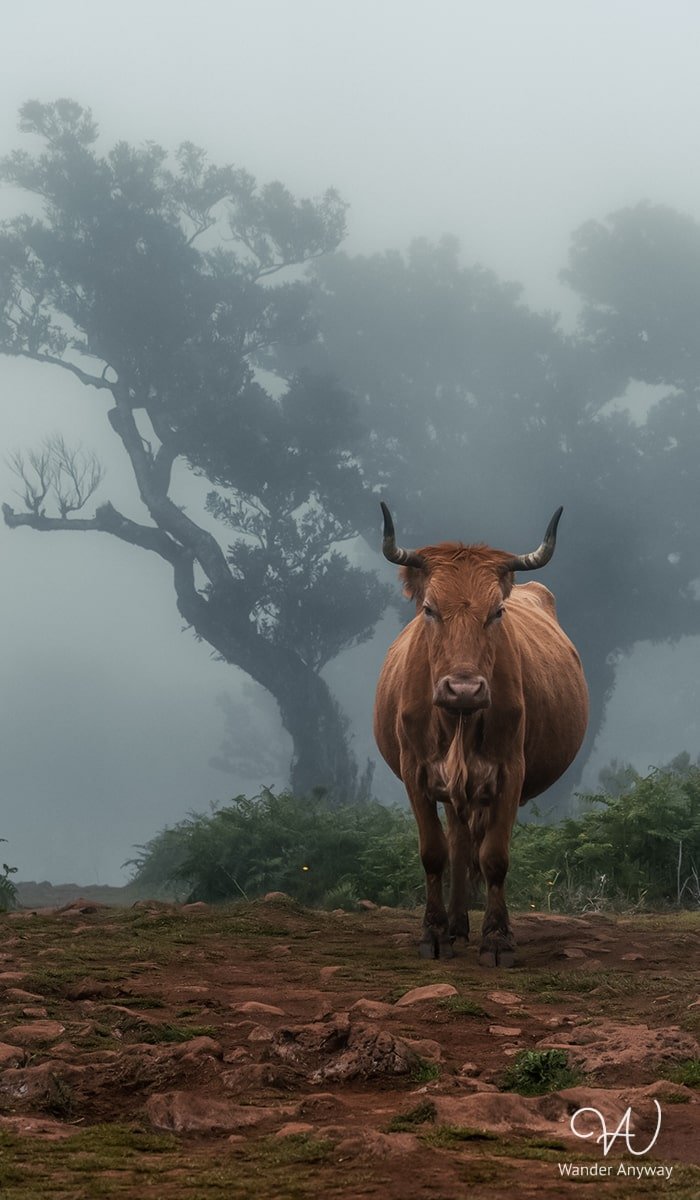 Madeira