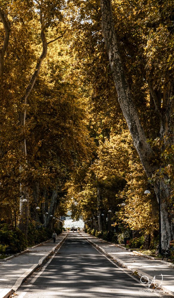 Golden autumn trees lining a quiet street in Bolsena
