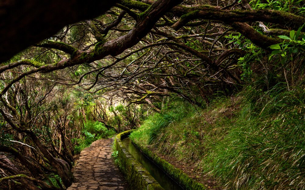 Levada das 25 Fontes trail through laurel forest tunnel in Madeira