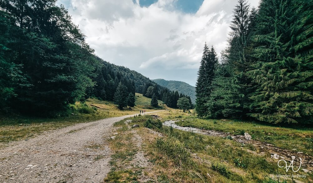 Gravel mountain road winding through a pine forest near the base of Piatra Craiului