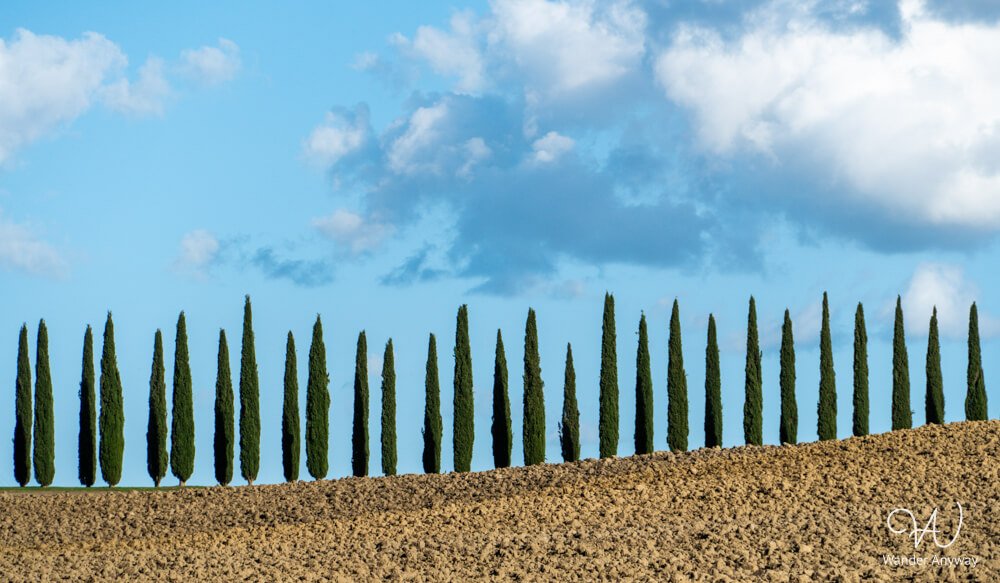 Straight row of tall cypress trees under blue skies in Tuscany