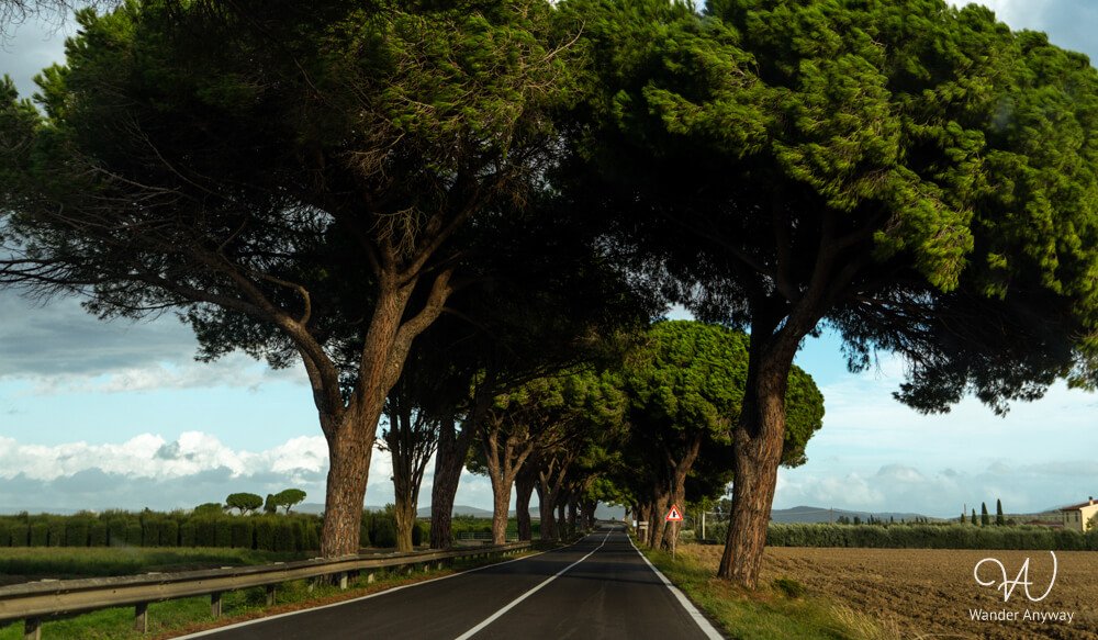 Iconic pine tree-lined road near Orbetello on a southern Tuscany road trip